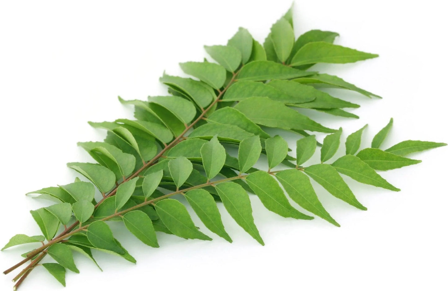 Curry Leaves (1 ct )